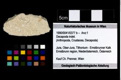 Foto (Objekt + Etikett) von Decapoda indet.  (NHMW-GEO-1990-0041-0377b)